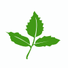 leaf1